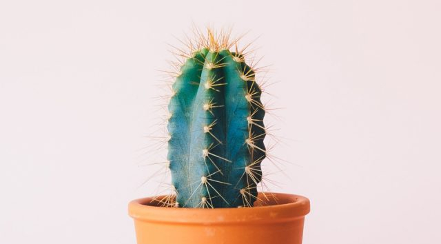 A small cactus in a pot with a light pink background